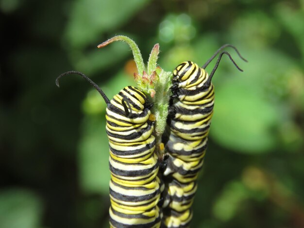 Photo oruga de mariposa monarca