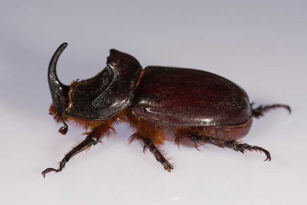 Photo oryctes nasicornis european rhinoceros beetle