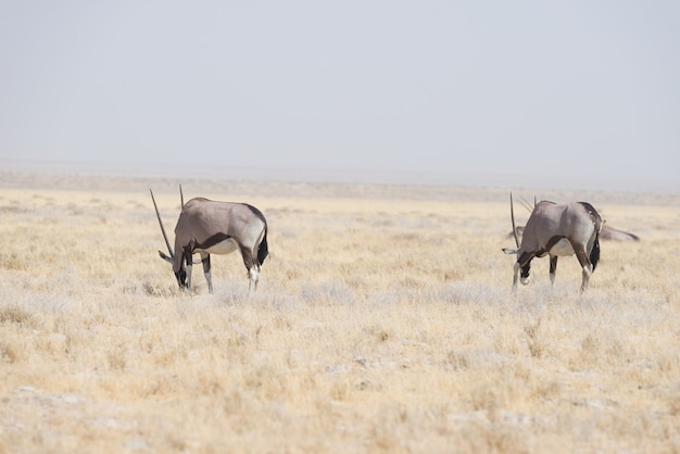 Oryx die zich in de Afrikaanse savanne bevindt