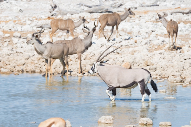 Orice bevendo dalla pozza d'acqua di okaukuejo alla luce del giorno. safari della fauna selvatica nel parco nazionale di etosha, la principale destinazione di viaggio in namibia, africa.