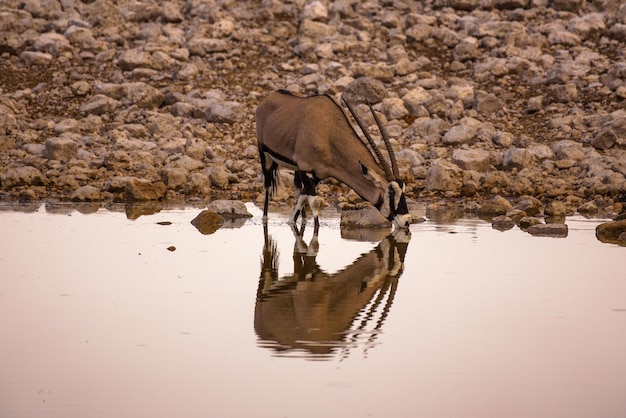 오릭스 가젤라가 에토샤 국립공원 나미비아에서 일출 때 물을 마신다
