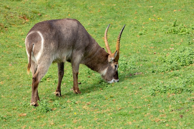 Oryx gazelle grazen