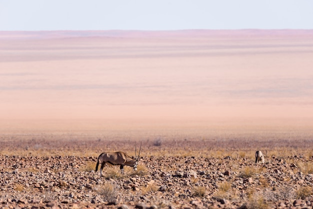 Photo oryx grazing in the namib desert, namib naukluft national park, namibia, africa