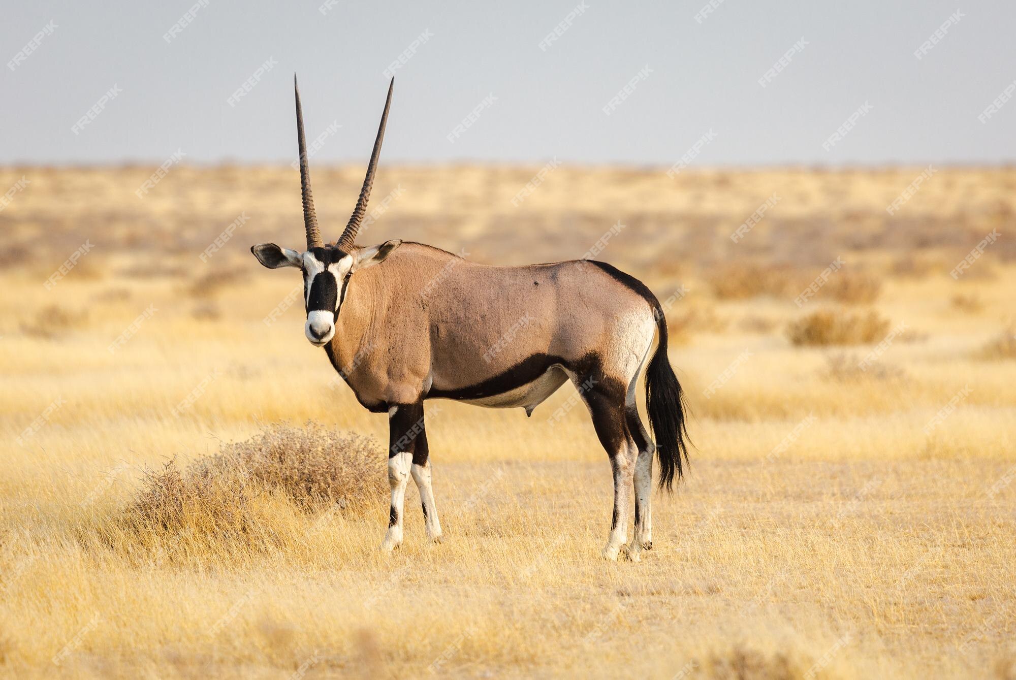 Premium Photo | Oryx is located in the etosha national park namibia Premium Photo | Oryx is located in the etosha national park namibia