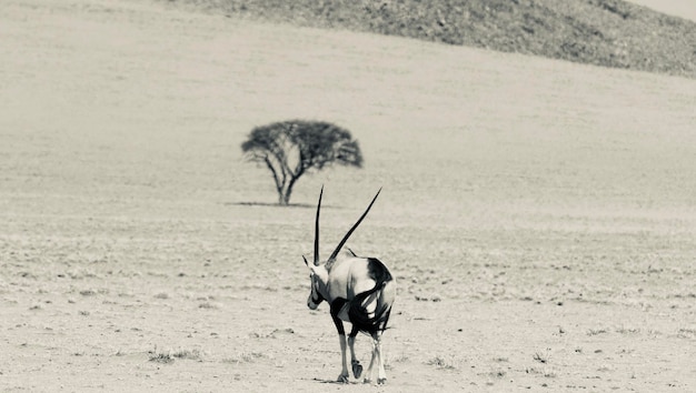 Foto oryx loopt op het veld