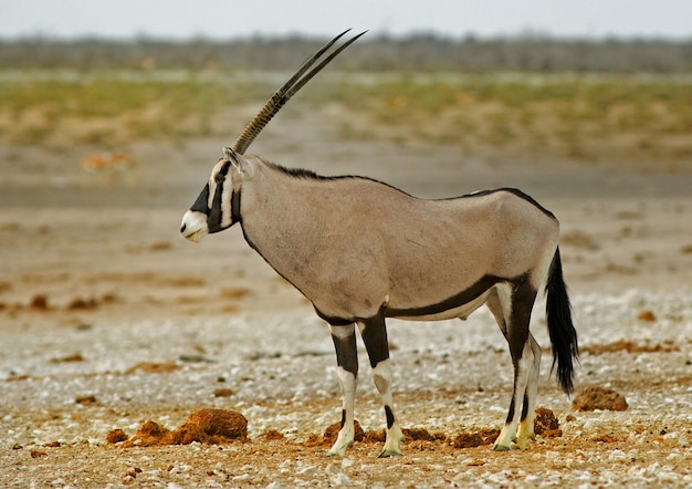 Foto oryx staat op het landschap