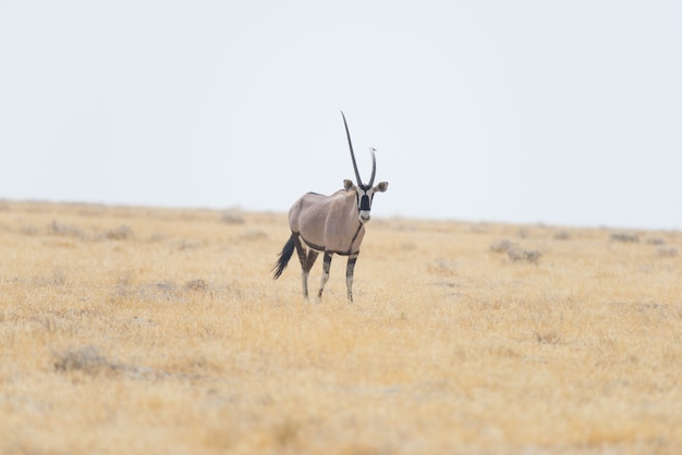 아프리카 사바나, 장엄한 Etosha 국립 공원, 나미비아, 아프리카에서 최고의 여행 목적지에 서있는 오릭스.