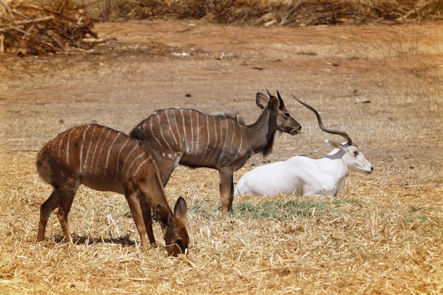 Oryxen op het veld