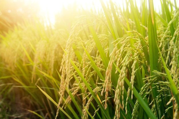 oryza sativa or rice plant rice fields that have turned yellow and are ready to be harvested