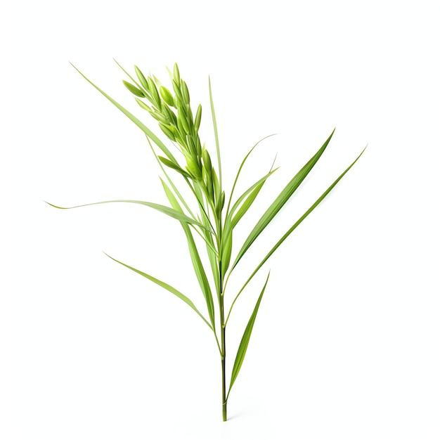 Photo a oryza sativa studio light isolated on white background clipping path full depth of field