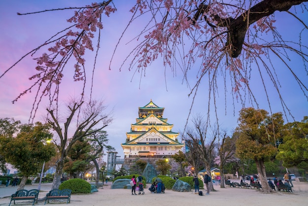 日本の桜が満開の大阪城