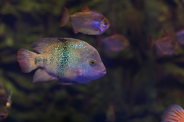 Pesce oscar in acqua scura dell'acquario