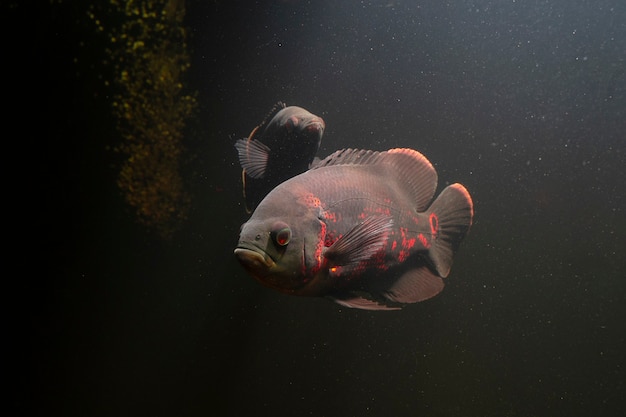 Oscar Fish 수중에서 수영하는 시클리드 가족의 남미 민물고기
