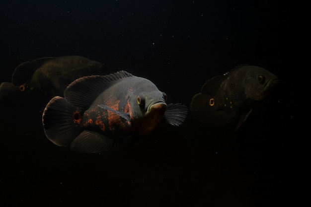 Oscar Fish Zuid-Amerikaanse zoetwatervis uit de cichlidenfamilie die onder water zwemt