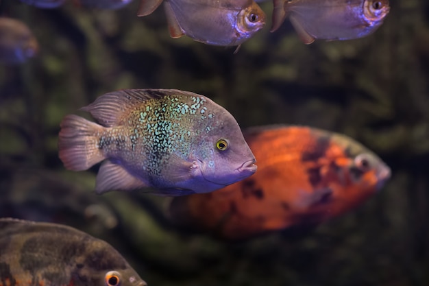 Oscar Fishes in dark aquarium water