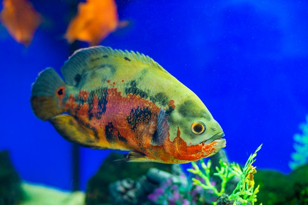 Oscar vis Astronotus ocellatus Tropische zoetwatervissen in aquarium tijger oscar