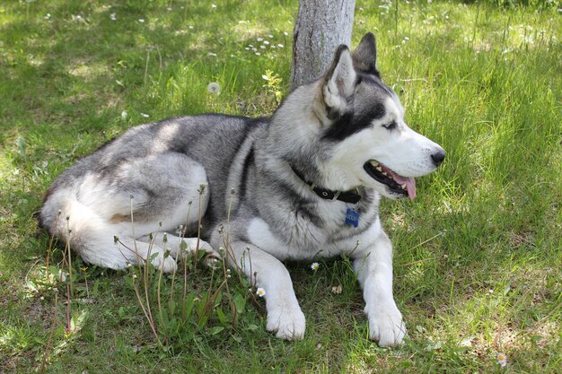 Foto oskar il husky