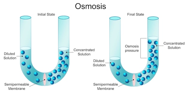 Foto processo di osmosi tra stato iniziale e finale