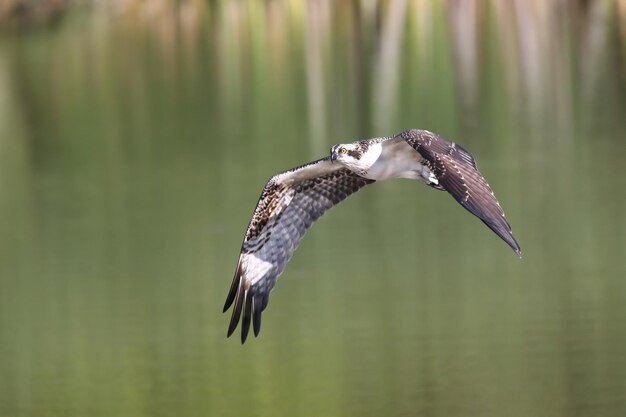 Photo osprey bird flying above lake