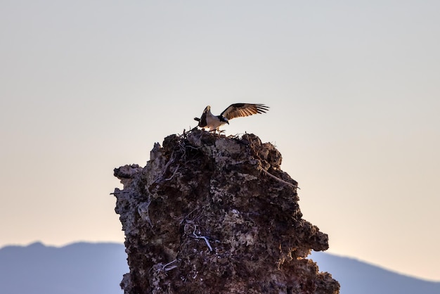 Osprey Bird and Nest at Mono Lake