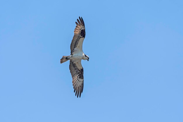 Osprey circling in search of prey in presque isle state park in pennsylvania