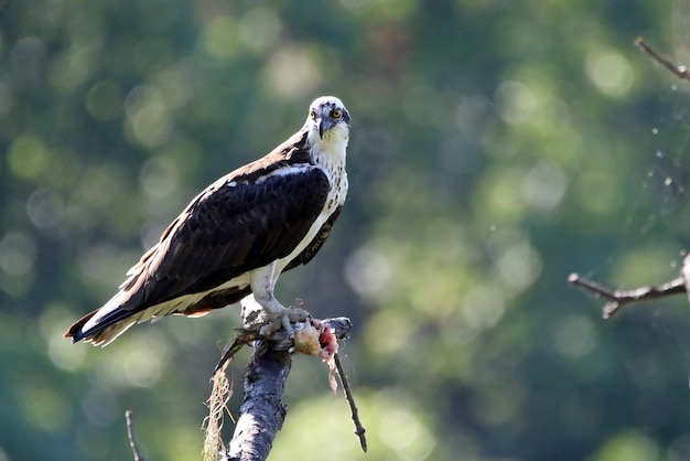 Osprey die op een tak zit