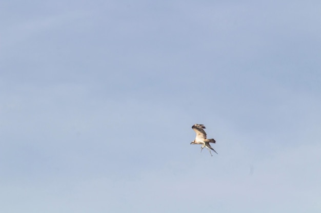 An Osprey diving against a blue sky