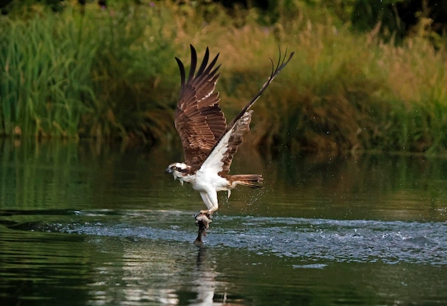 Osprey fishing at a small lake