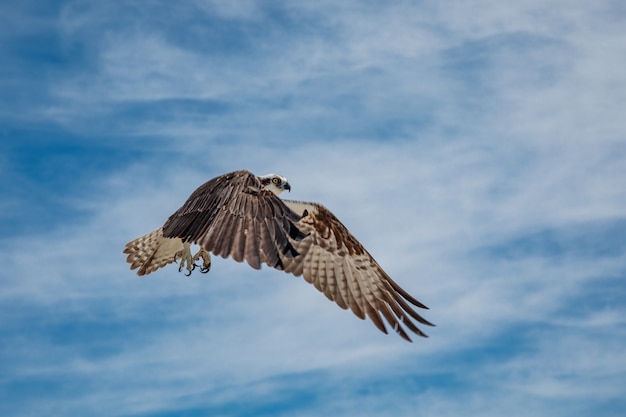 Osprey in flight against blue sky with clouds, Mexico