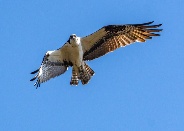 Osprey in flight over the nature trail in pearland texas