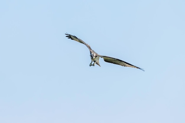 Osprey in flight (Pandion haliaetus)