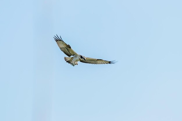 飛行中のオスプレイ Pandion haliaetus