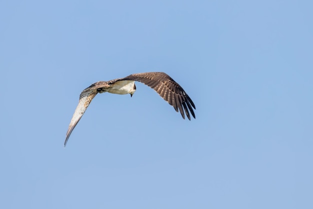 Osprey in flight Pandion haliaetus