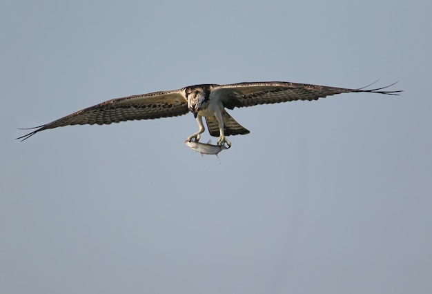 The Osprey has caught a mullet and keeps in paws