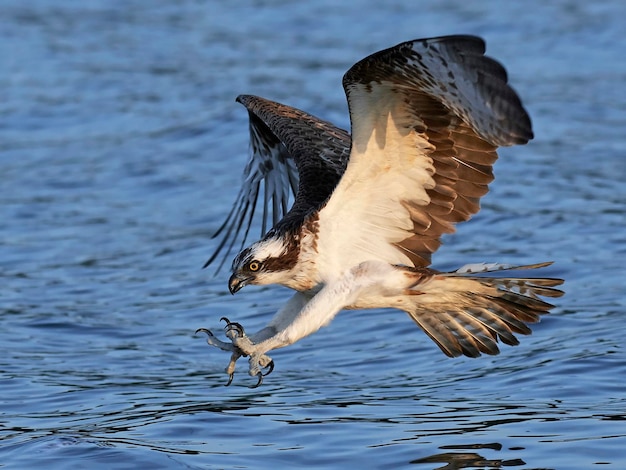 Скопа Pandion haliaetus