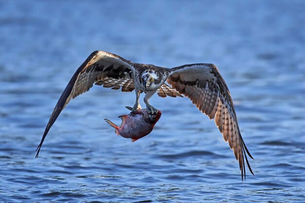 Osprey Pandion haliaetus