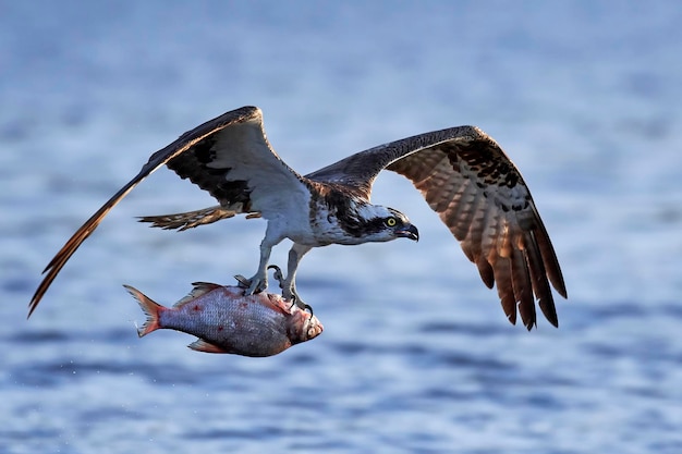 Osprey Pandion haliaetus