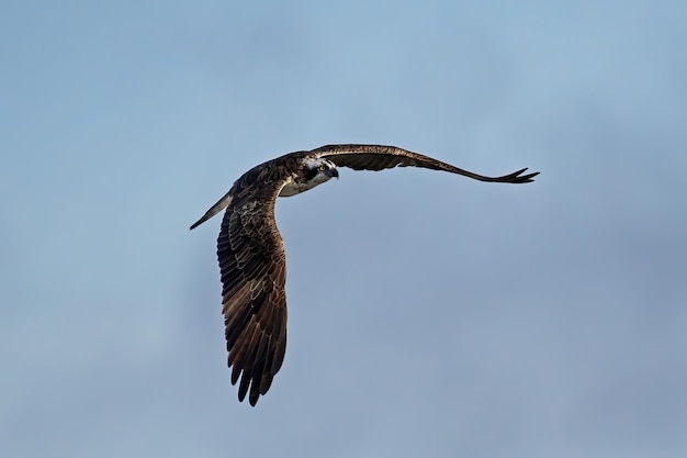 Osprey Pandion haliaetus