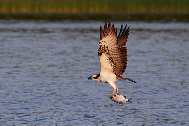 Osprey Pandion haliaetus