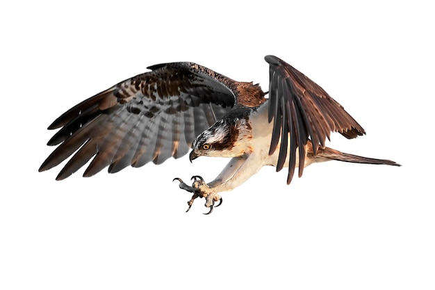 Photo osprey pandion haliaetus