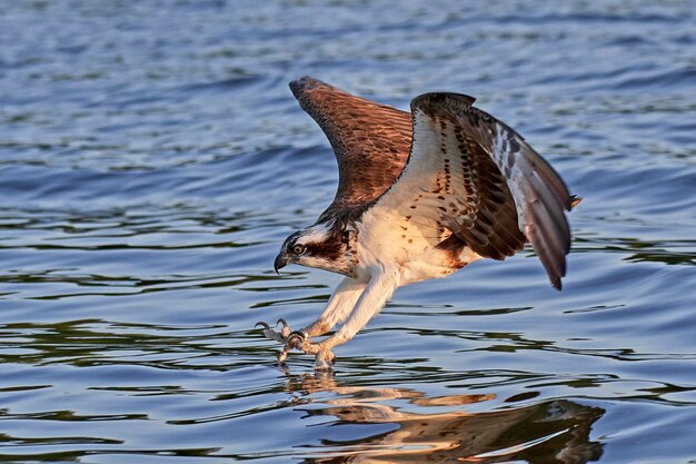 写真 ミサゴ パンディオン haliaetus