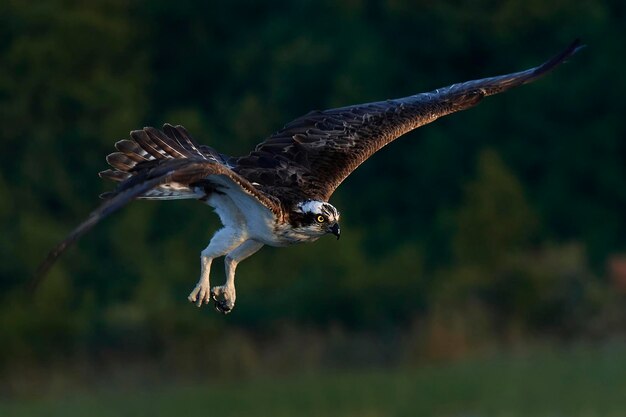 사진 물수리 pandion haliaetus