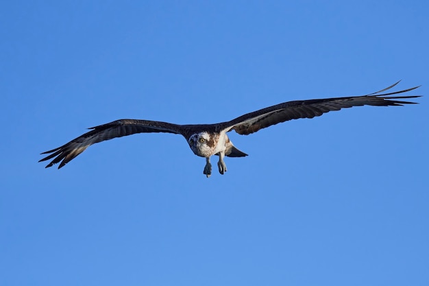 Foto falco pescatore pandion haliaetus