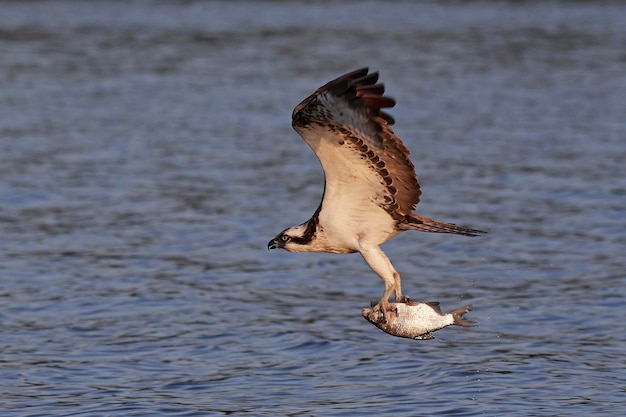 Foto falco pescatore pandion haliaetus