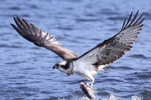 写真 ミサゴ パンディオン haliaetus