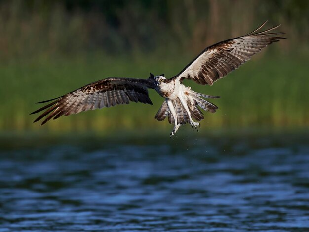 Foto falco pescatore pandion haliaetus