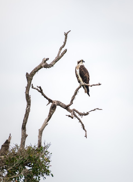 Osprey perch on a dead tree branch high above the water stream osprey bird isolated against the gloomy grey sky