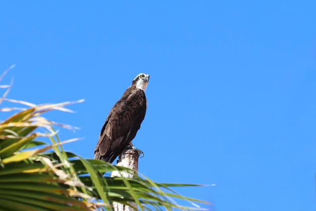 An osprey on a pole looking into the distance.