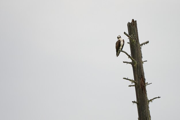 Falco pescatore su un albero in cerca di un pesce