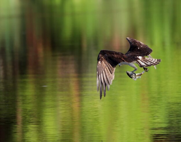 Photo osprey with fish